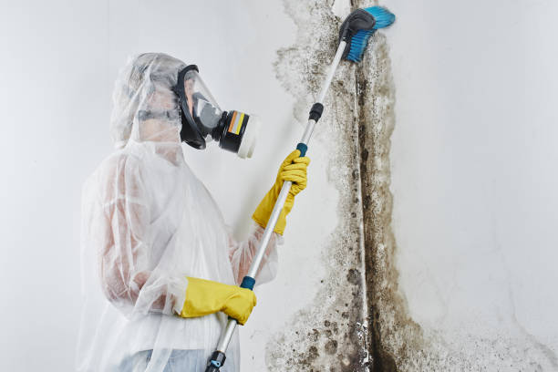 Best White Mold Remediation in Garrett, WA