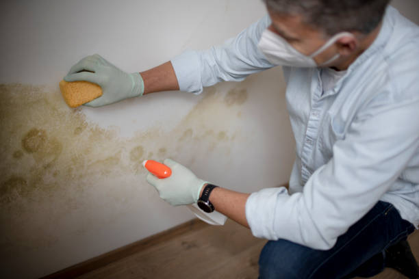 Best White Mold Remediation in Garrett, WA