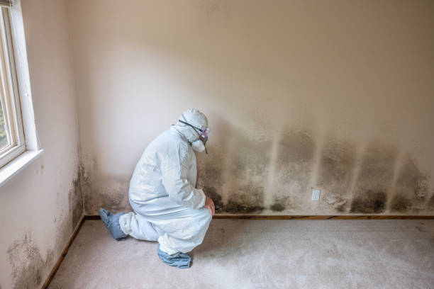 Best Insurance-Related Mold Remediation in Garrett, WA