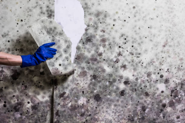Best Localized Mold Remediation (e.g., coastal areas, humid climates) in Garrett, WA